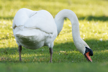 Cygne tuberculé mangeant de l’herbe (Cygnus olor)