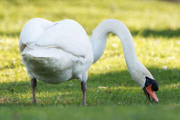 Cygne tuberculé mangeant de l’herbe (Cygnus olor)