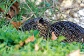 Ragondin dans l’herbe (Myocastor coypus)