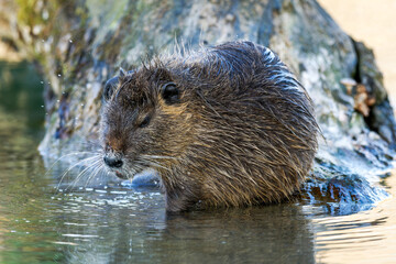 Ragondin au bord de l’eau (Myocastor coypus)