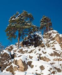 Pine trees growing on a rock covered with snow against blue sky; Norway.