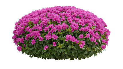 Lush bush of pink azaleas in full bloom bringing vibrant color and life to the garden landscape and natural environment, isolated a transparent background.