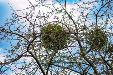 Mistletoe clusters are visible nestled among the branches of a tree with sparse foliage, set against a bright blue sky