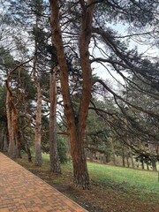 Fototapeta premium Tall trees stand alongside a smooth paved path in a green park. The cloudy sky hints at early autumn, creating a serene and inviting atmosphere for visitors to enjoy nature