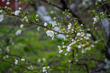 Pear tree branches display clusters of white blossoms against a vibrant green background during the spring season