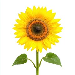 Obraz premium Bright yellow sunflower blooms against a white background, symbolizing joy and warmth in a stunning display.