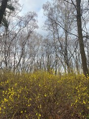 Vibrant yellow flowers dot a clearing in a tranquil forest. Tall, leafless trees stretch upwards against a cloudy sky, hinting at the transition into spring