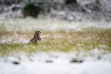 Common buzzard (Buteo buteo). Buteoninae Standing low on snowy field, scanning horizon for...