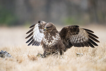 Common buzzard (Buteo buteo). Buteoninae Dominant over prey with outstretched wings across dry...