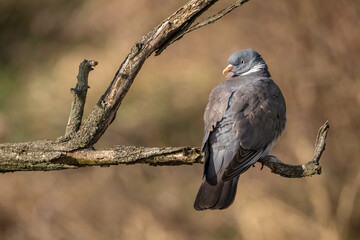 Common wood pigeon (Columba palumbus). Columbidae Resting. Leafless branch in warm afternoon light. A gentle curve of the posture brings elegance to the calm scene.