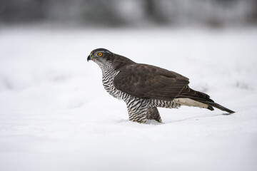 Northern Goshawk (Accipiter gentilis). Accipiter gentilis Standing vigilant on deep snow. Open snowy field. Powerful stare against the cold and soft white environment.