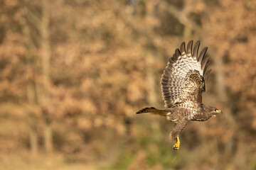 Common buzzard (Buteo buteo). Buteo buteo climbs high with fully spread wings and tail in full lift. Leafless trees and golden grassland. Perfect angle displays dynamic posture and powerful motion.