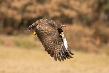 Common buzzard (Buteo buteo). Buteo buteo lifts higher with wide wings exposed in mid-flap. Edge of the clearing with faded foliage. Play of sunlight highlights feather details and wing symmetry.