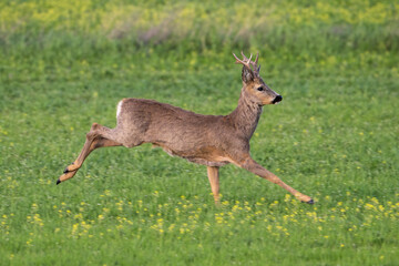 Roe deer (Capreolus capreolus). Capreolus buck leaps across grassy field in full gallop....