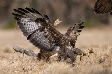 Common Buzzard (Buteo buteo). Buteo buteo spreads wings wide while landing aggressively in defense. Dry grass clearing with forest backdrop. Scene filled with tension and motion in the air.