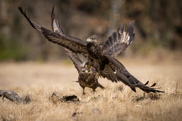 Common Buzzard (Buteo buteo). Buteo buteo lunges in aerial attack over rival buzzard. Dry grassland under woodland edge. Scene charged with intensity and dominance.