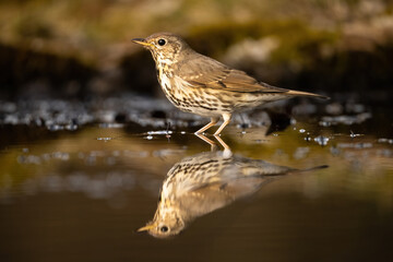 Song thrush (Turdus philomelos). Family name stands reflected in still water, surrounded by damp mossy edge. Woodland puddle in low light. Soft symmetry and golden bokeh enrich the scene.