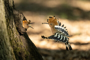 Eurasian hoopoe (Upupa epops). Family name delivers insect prey to chick with wings wide open....