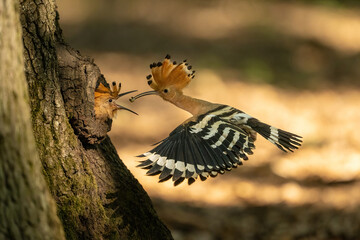 Eurasian hoopoe (Upupa epops). Family name feeds chick with worm during midair precision moment....