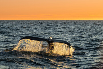 Humpback whale (Megaptera novaeangliae). Family name dives deep, tail fin streaming golden droplets. Open ocean lit by glowing sunset. Majestic departure framed in molten light. © Petr Šimon