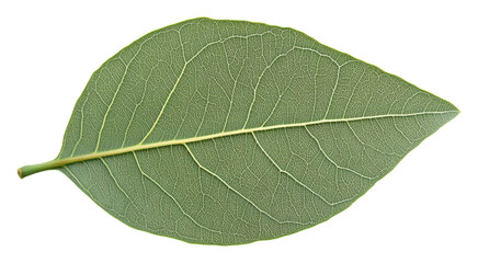 Obraz premium Green leaf with detailed veins on transparent background, close-up botanical study