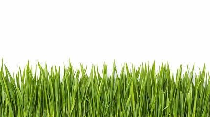 Green Grass Border On White Background