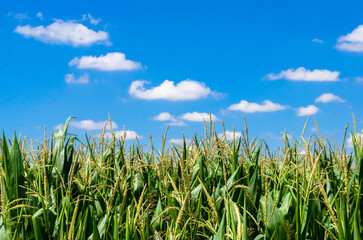 Dettaglio di un campo di mais con il cielo azzurro e piccole nuvole bianche sullo sfondo in una giornata estiva di sole