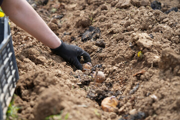 hand planting a potato