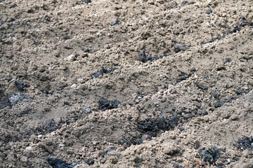 sowing potatoes