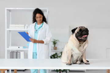 Cute pug dog sitting on table against female veterinarian in clinic, closeup