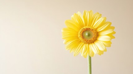 Single Gerbera Daisy Soft Pastel Style High-Resolution Photography Close-up Profile View Delicate Petals Blooming Neutral Background Warm Yellow Hues Perfect for Spring Greetings