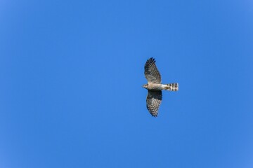 青空バックに悠然と飛ぶハイタカ