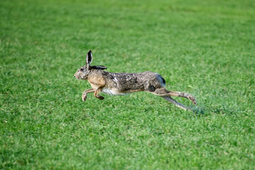 running hare in the grass © Duvekot Fotografie