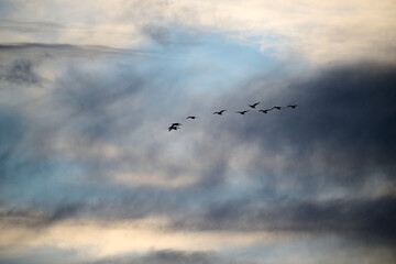 birds in the sky