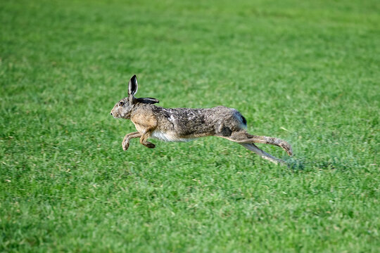 running hare in the grass