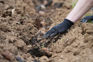 hand planting a potato