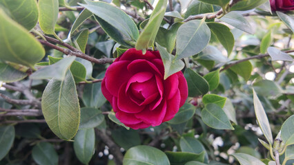 Camellia Blossom in Enchanted Greenery