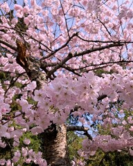 Close up view of delicate pink cherry blossom flowers during spring