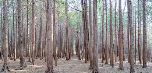 장흥 하늘빛수목원의 편백나무숲.세로 선이 아름다운 편백나무 숲.