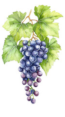 Obraz premium Watercolor illustration of a lush vineyard grapevine bunch displaying delicious grapes ready for harvest and enjoyment