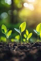 Close-up of young plants sprouting in a sunlit forest, symbolizing new life and growth. Lush green leaves contrast against a natural, organic backdrop.
