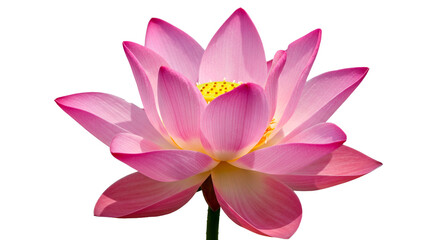 closeup beautiful pink color lotus flower blooming, cutout in transparent background, png format