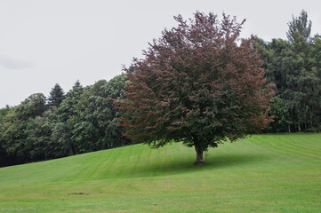 A tree stands alone in a grassy field