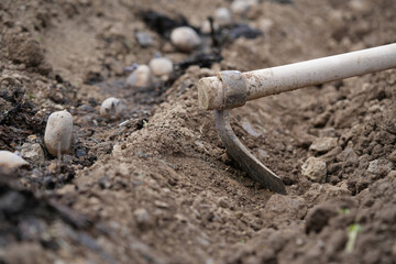 Fototapeta premium sowing potatoes