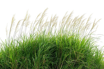 Fototapeta premium Patch of vibrant green grass and feathery plumes