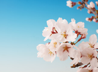 桜　　イメージ