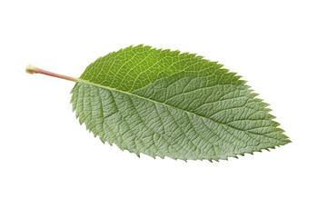 A highly detailed close up view of a single green leaf showcasing its intricate veins and serrated edge