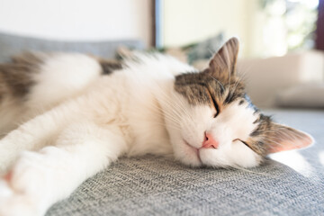 Fluffy domestic cat having after lunch nap on a sofa at home