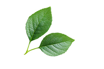 Fototapeta premium Vibrant green leaves with detailed venation