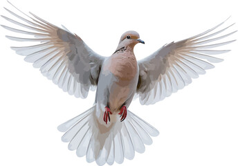 Obraz premium dove isolated on white background png